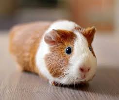 There are some natural ways of treating the condition; How To Care For Your Guinea Pig Rspca Nsw