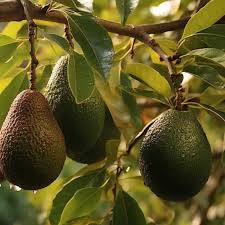 Image result for Persea americana