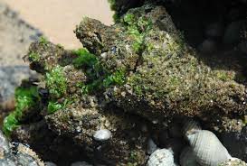 Image result for Kotschya stolonifera