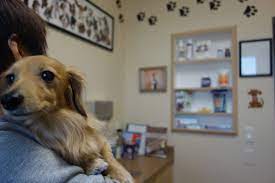 Irving pet hospital is a veterinarian and pet hospital providing health care, dental care and surgery for pets in the san francisco bay area, 94122, ca. Vca To Sell Mission District Veterinary Hospital And Says Workers Will Be Laid Off Unionization Efforts Appear To Be Quashed Mission Local