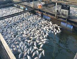 Kerala fisheries award 2025