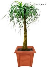 This was a beautiful ~15 year old potted ponytail palm (that a friend gave about a year ago. Ponytail Palm Tree Monja Beaucarnea Recurvata