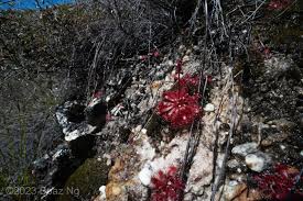 Image result for Odontosoria afra