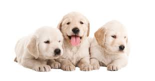 Our pet adoption tool is easy to use and will help you locate cats and dogs for adoption from pet adoption centers in your area. Puppies For Sale Near Commack Ny Long Island Puppy Store