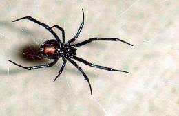 Even pure female plants have the potential to turn male or hermaphrodite. Male Black Widows Look For Well Fed Mates