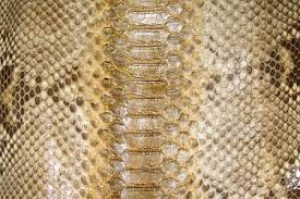 Check spelling or type a new query. 20 Distinctive And Unique Reptile Skin Textures Blueblots Com