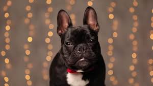 Dreamstime is the world`s largest stock photography community. 1 741 French Bulldog Stock Videos Royalty Free French Bulldog Footage Depositphotos