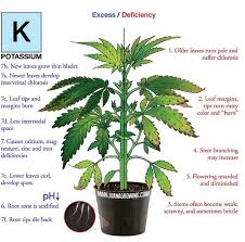 Do You Have Potassium Deficiency In Your Marijuana Plants