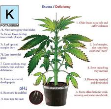 do you have potassium deficiency in your marijuana plants