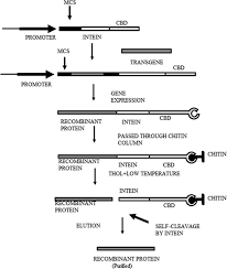 Transgenic Animals In Biotechnology Book Chapter Iopscience