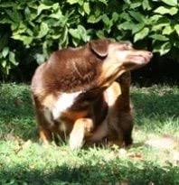 Some are even effective for eight to twelve weeks! Natural And Vegan Flea Remedies For Dog Peta