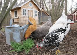 Segregation of cells into groups of special function (tissues). Feeding Chickens At Different Ages The Chicken Chick