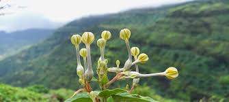 Image result for Ceropegia conrathii
