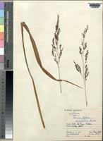Image result for Panicum phragmitoides