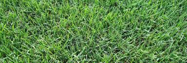 The seed germination of hulled bermuda grass can be anywhere from a short five to 10 days, but keep in mind that it can take 28 days, roughly a month, to germinate completely. Bermuda Grass Fairway Lawns Lawn Care Treatment Services