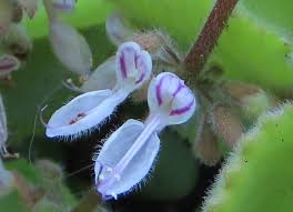 Image result for Coleus hereroensis