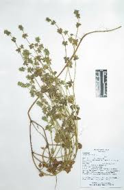 Image result for Stachys aculeolata