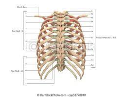 1.3 ribs anatomy and somatic dysfunctions. Posterior Ribs Anatomy Anatomy Drawing Diagram