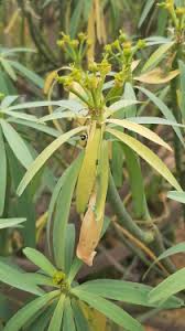 Image result for Cavacoa aurea