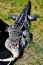 Argentine Black And White Tegu For Sale Canada I Met A Wonderful Gentle Creature The Other Day At Someone S House As We Came Out From The Forest It Was Very Cool The Young Man Has Had It As A