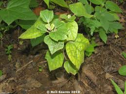 Image result for Azanza lampas