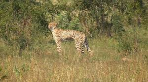 Kruger national park, south africa's oldest and biggest safari reserve, is home to several kinds of quintessential african animals. South Africa Cheetahs Kruger National Park Youtube