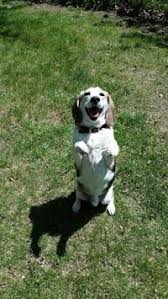 Make notes on everything you find, including their websites, advertised rates and branding. Doo B Gone About Us 1 Pooper Scooper In The Omaha And Lincoln Nebraska Metro Areas