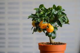 A big factor is if your orange tree grew from a seed or a graft. How To Care For An Indoor Orange Tree Smart Garden Guide