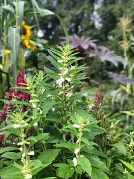 Image result for Ceratotheca sesamoides