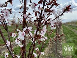Image result for Prunus