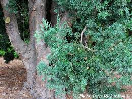 Image result for Afrocarpus falcatus