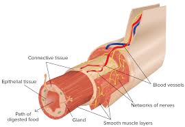 Tissues Organs Organ Systems Article Khan Academy