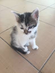 Ilios On Twitter Yer Gok Yavru Kedi Dolu Biliyorum Zor Ama Bu Yavruslarima Yuva Ariyoruz Istanbuldayiz Cok Tatliyiz Kuru Mama Yiyoruz Https T Co Zlbcxvjheo
