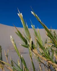 Image result for Alectra dunensis