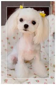 Japanese Grooming Dog Grooming Styles Dog Haircuts Maltese Dogs