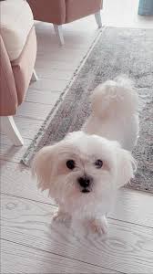 Kopek Dunyasi Adli Kullanicinin Maltese Terrier Panosundaki Pin 2020