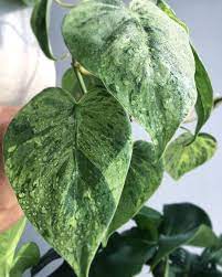 Herban Tropics On Instagram Variegated Heartleaf Philodendron Cordatum Variegated Trailingtue Philodendron Plant Leaves Garden Plants