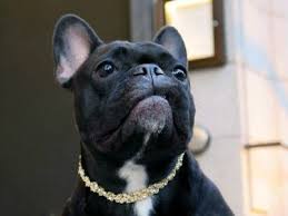 French bulldog puppies with gold chain. Duchesse French Bullevard Duchess Dog Jewelry French Bulldog