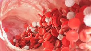 Image result for Red Blood Cell