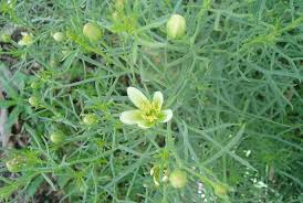 Image result for Fagonia isotricha