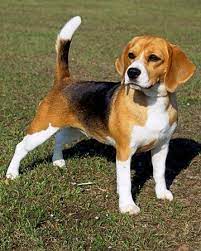 Dog Breeds Good With Children Beagle Dog Breed Beagle Puppy Cute Beagles