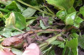 Botrytis (gray mold) can occur on spent blossoms and cause a flower blight. Gray Mold In The Flower Garden Umn Extension