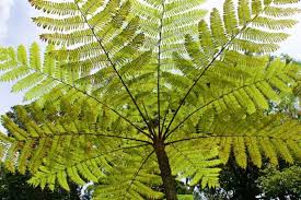Image result for Cyathea capensis