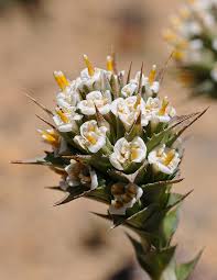 Image result for Senecio cryphiactis