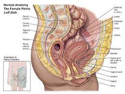 Includes bibliographical references and index. Human Animal Anatomy And Physiology Diagrams Normal Anatomy The Female Pelvis Pelvis Anatomy Female Reproductive Anatomy Anatomy And Physiology