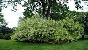 Image result for Chionanthus
