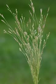 Image result for Agrostis