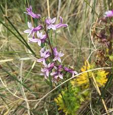 Image result for Cyphia