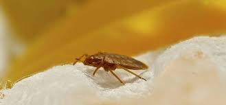 For maximum protection, homeowners should apply the spray around the perimeter of the house, both indoors and out. Bed Bug Control Treatment Expert Exterminator For Bed Bugs Rentokil