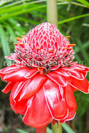 Image result for Etlingera